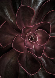 Close-up macro photo of a dark burgundy succulent rosette with dramatic lighting