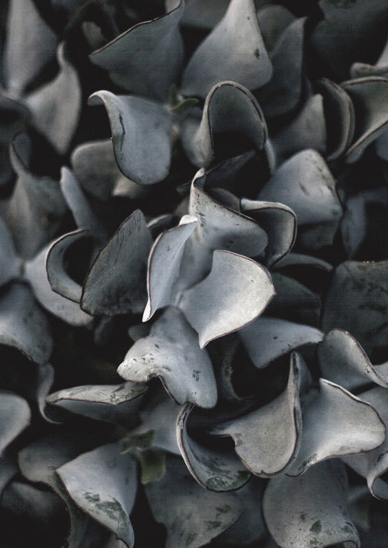 Close-up macro photograph of grey-blue succulent leaves with dark shadows and curled edges.