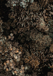 Overhead photo of dense fern and leaf foliage in bronze and green tones against dark shadow