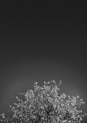 Black and white photo of blossoming tree branches against a dark night sky