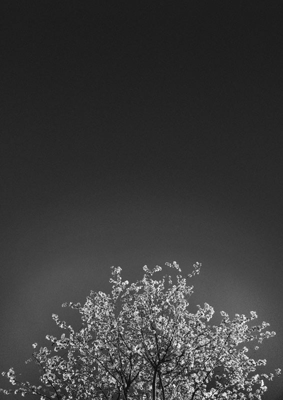 Black and white photo of blossoming tree branches against a dark night sky