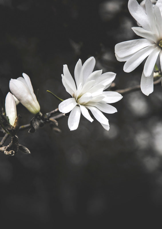 White Flowers