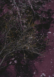 Bare tree branches against a dark burgundy and maroon toned surface with scattered pale marks