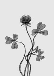 Dutchclover