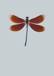 Dragonfly II