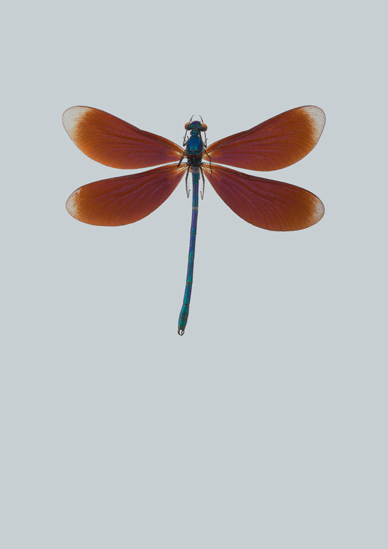 Dragonfly II