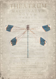 Vintage dragonfly illustration on an aged text page with a decorative botanical border.