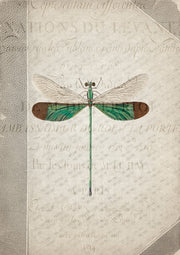 Illustrated green dragonfly with brown-tipped wings over vintage French script page