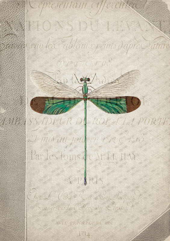Dragonfly Book 2