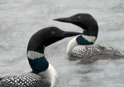 Two Loons