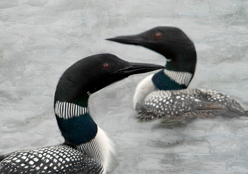 Two Loons