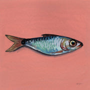Painted sardine illustration in blue-green and gold tones on a coral pink background.