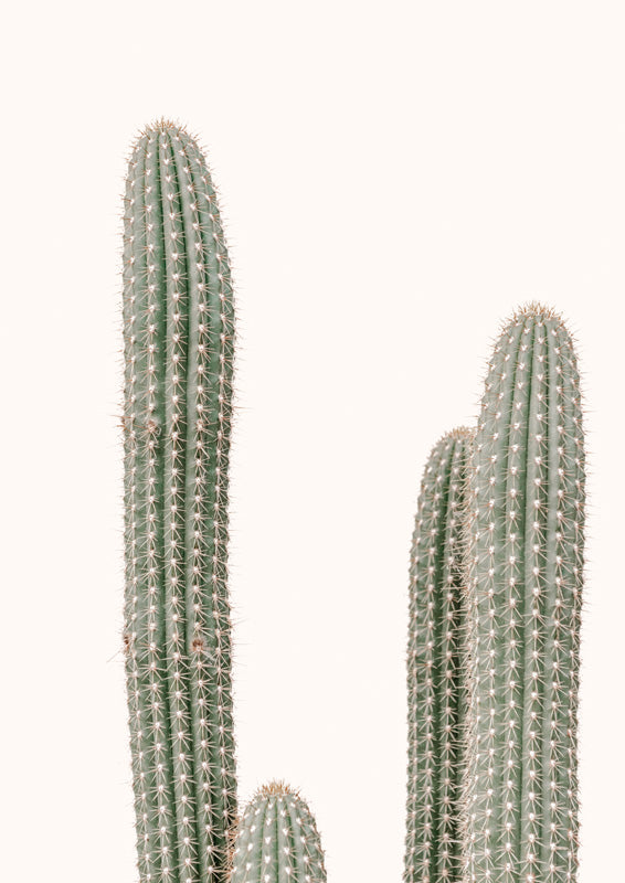 Close-up photograph of tall cactus columns with pale spines against a cream background