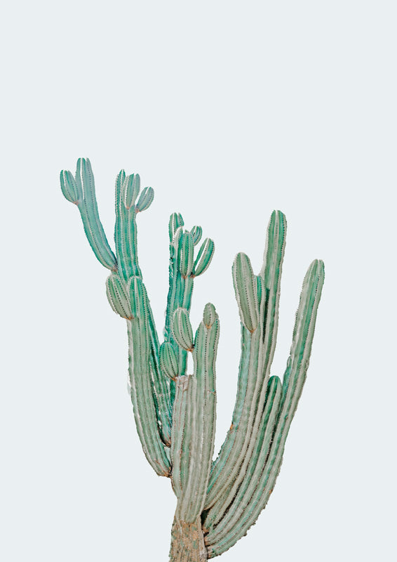 Tall multi-armed cactus illustration in sage green tones against a pale blue-grey background
