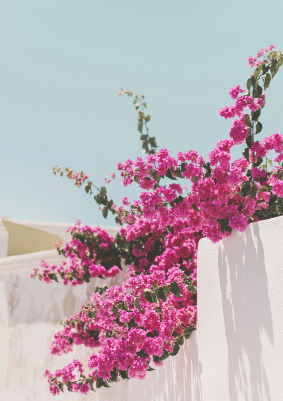 Pink bougainvillea flowers cascading over a white wall against a blue sky