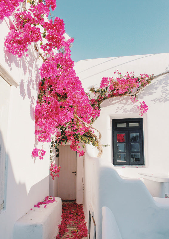 Pink bougainvillea over a whitewashed doorway with a dark shuttered window and scattered petals