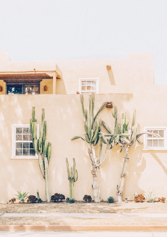 Tall cacti in front of a pale adobe-style building with white-framed windows in soft desert light.