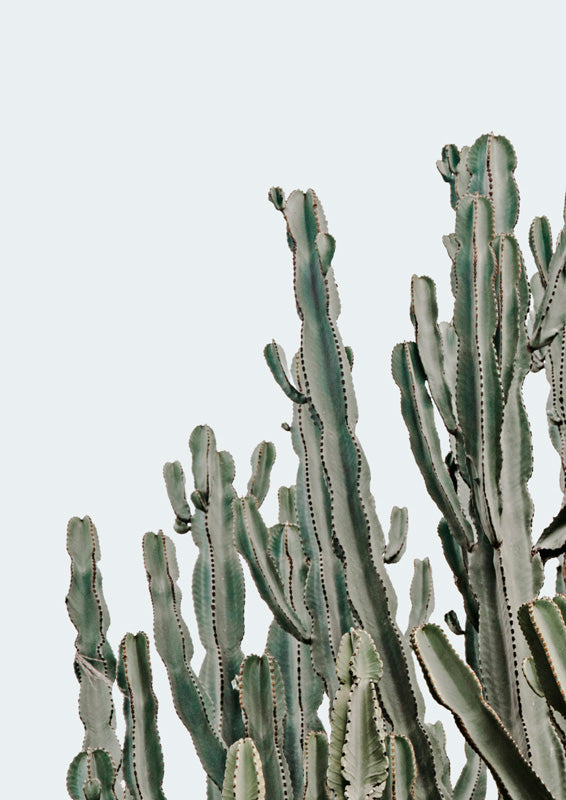 Cluster of tall green cacti against a pale blue-white background