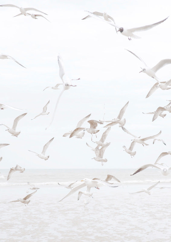 Flock of seagulls flying over a beach in a pale, muted coastal photograph