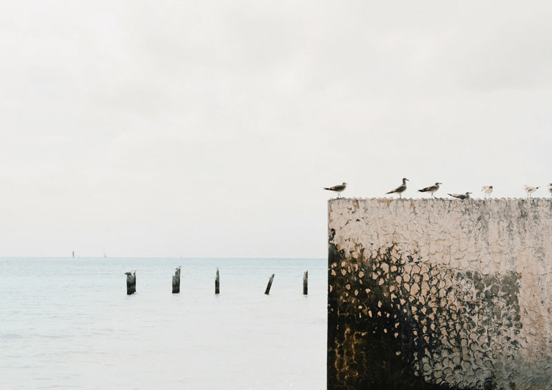 Seagulls perched on a weathered concrete pier wall beside calm ocean water and wooden pylons