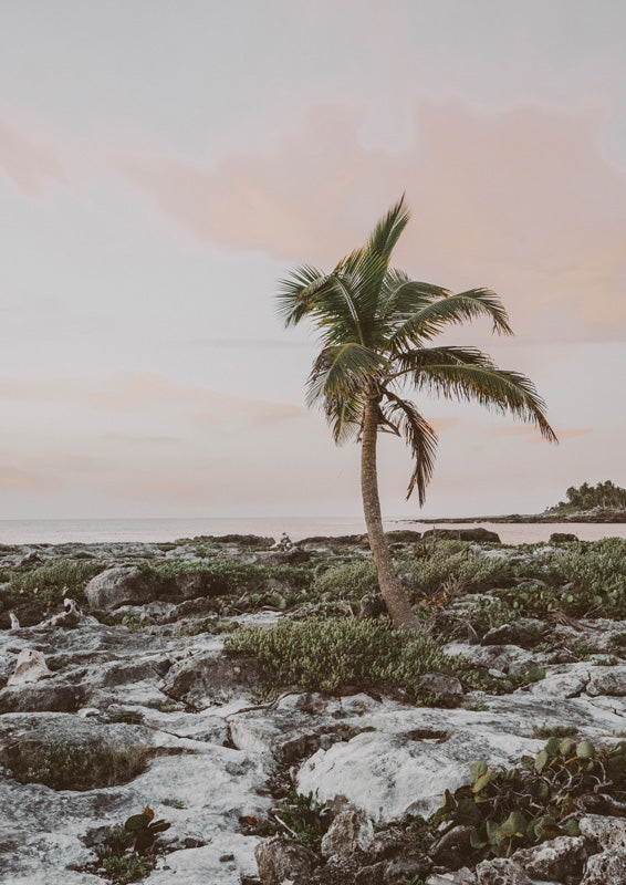 A lone palm tree on a rocky coastline with pastel sunset sky and ocean horizon behind