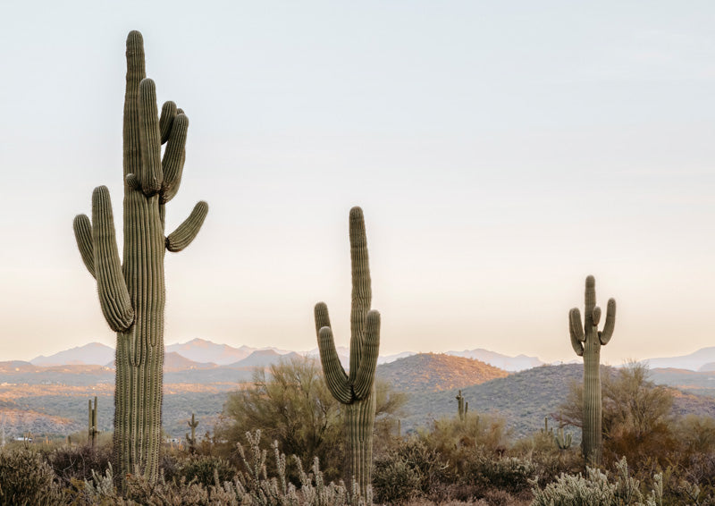 Three saguaro cacti in a desert landscape with layered mountains and soft sky at dusk.