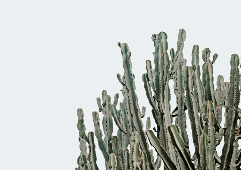 Photograph of tall cactus columns against a pale blue sky, cropped to the lower right corner.