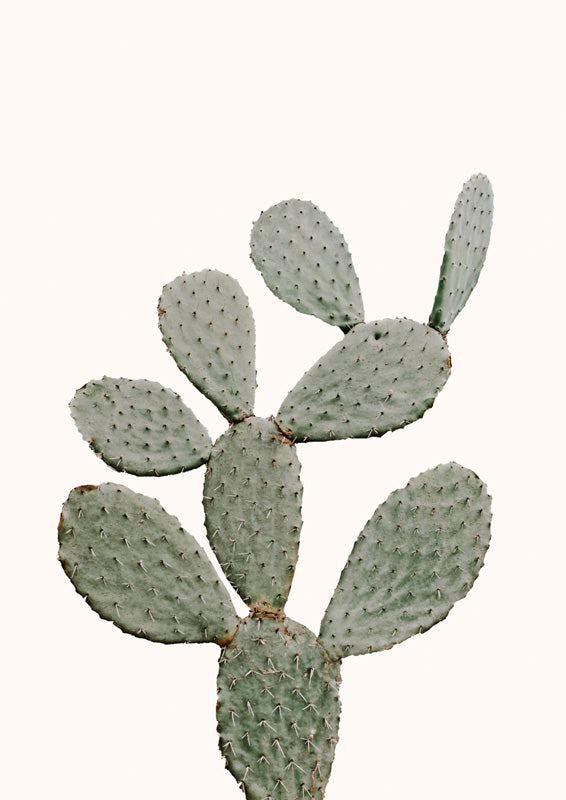 Close-up photograph of a sage-green prickly pear cactus against a cream background