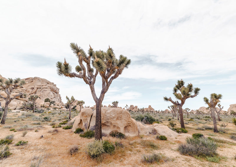Joshua tree beside a large boulder in a desert landscape with rock formations