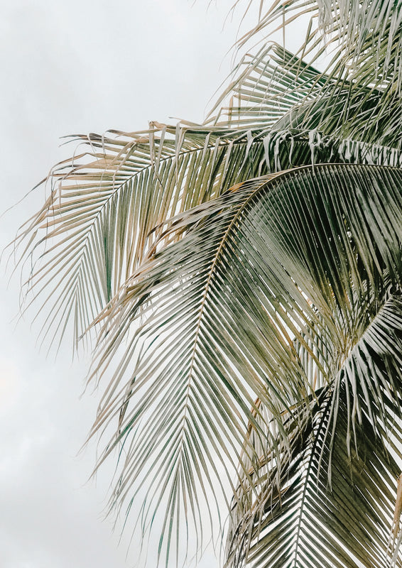Close-up photograph of palm fronds against a pale overcast sky