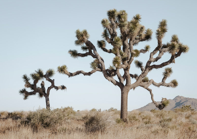 Two Joshua trees in a desert grassland under a pale sky, with distant mountains.