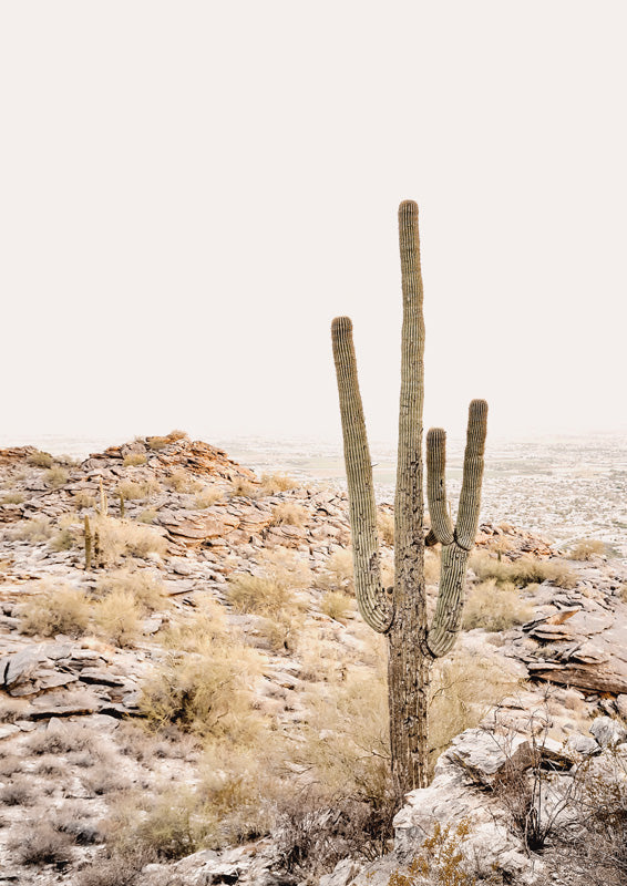 Photograph of a tall saguaro cactus on a rocky desert hillside under a hazy sky