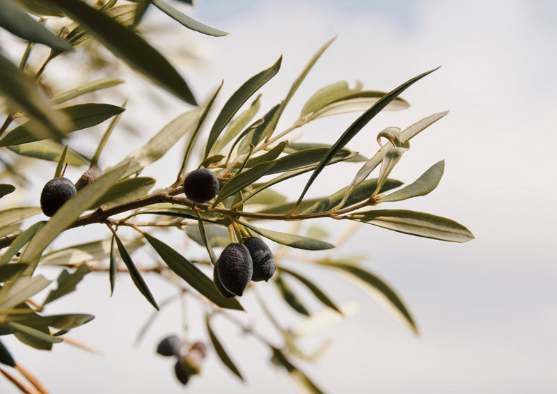 Close-up photo of an olive branch with sage-green leaves and dark olives against a pale sky