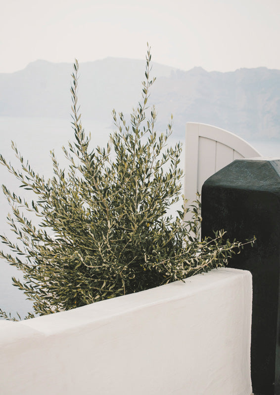 Olive branch against a white wall with sea and hazy cliffs in the background