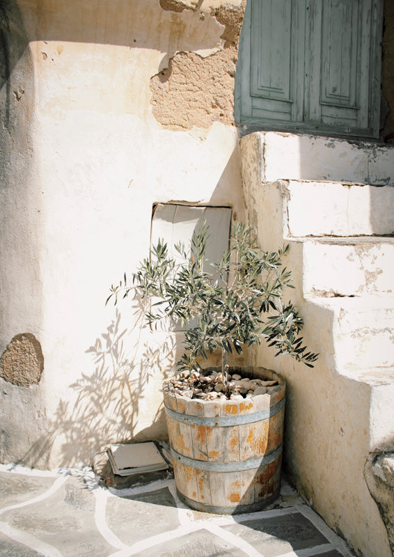 Weathered courtyard with an olive tree in a wooden barrel, stone steps and a sage shutter