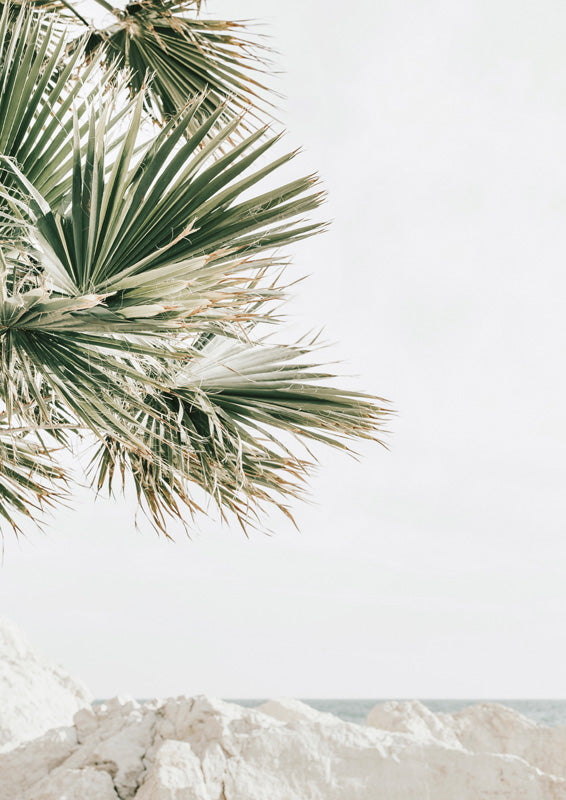 Palm fronds over pale cream rocks with a glimpse of ocean on the horizon