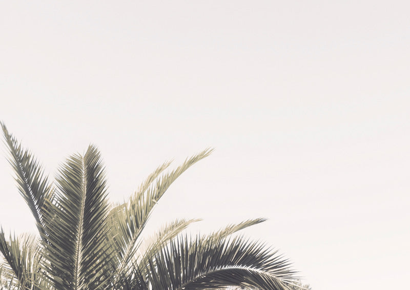 Palm fronds against a pale sky in muted sage and cream tones