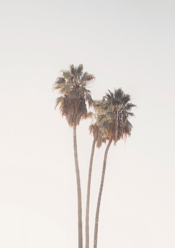 Three tall palm trees against a pale sky, slender trunks converging beneath sage-toned fronds