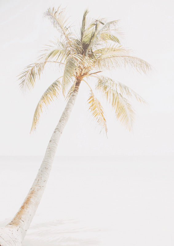 Leaning palm tree in soft cream and green tones against a pale beach sky