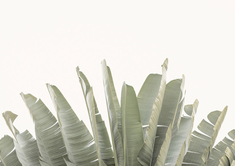 Banana leaf fronds in sage and cream against a pale white background