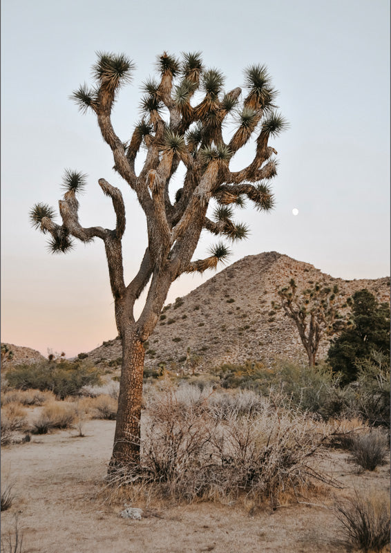 Joshua tree silhouetted against a desert hillside at dusk with a pale moon in the sky