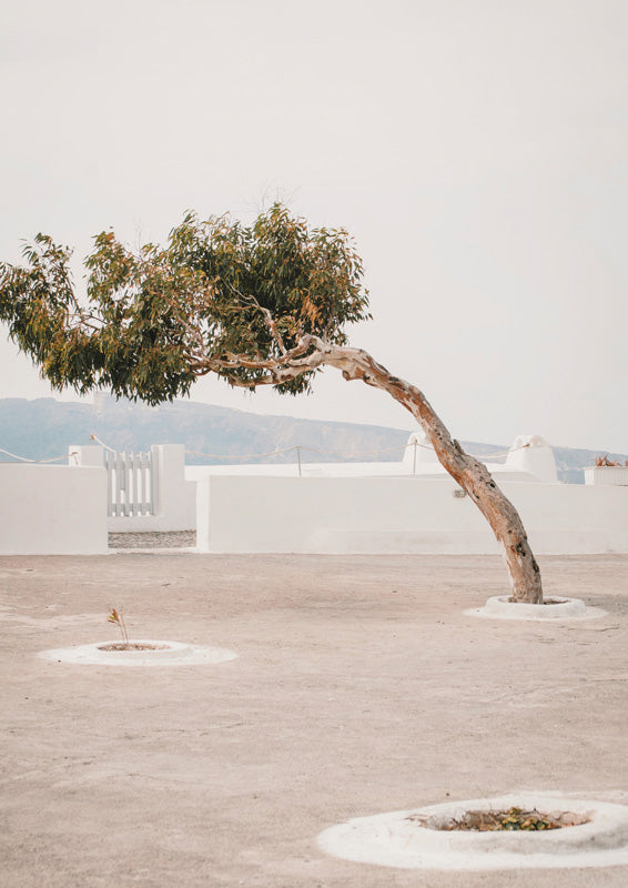 A leaning tree with sage green leaves stands in a whitewashed Mediterranean courtyard