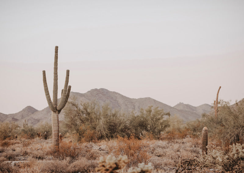 Saguaro cactus in a desert landscape with mountains and scrub under a hazy sky