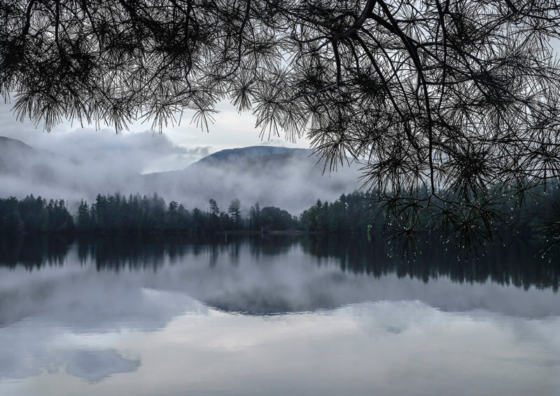 Grayscale photo of a misty lake and mountains framed by pine branches with rain droplets