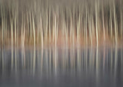 Winter Reflection
