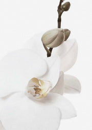 Watercolour style painting of a white orchid flower and bud on a slender brown stem