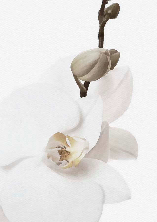 Orchid 1