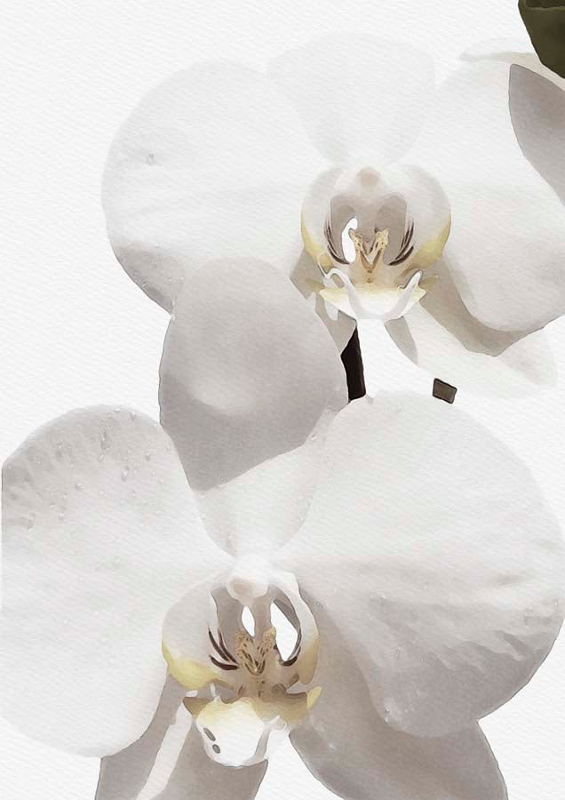 Orchid 2