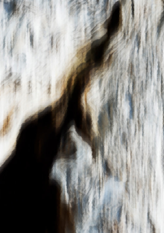 Softwood Bark 1
