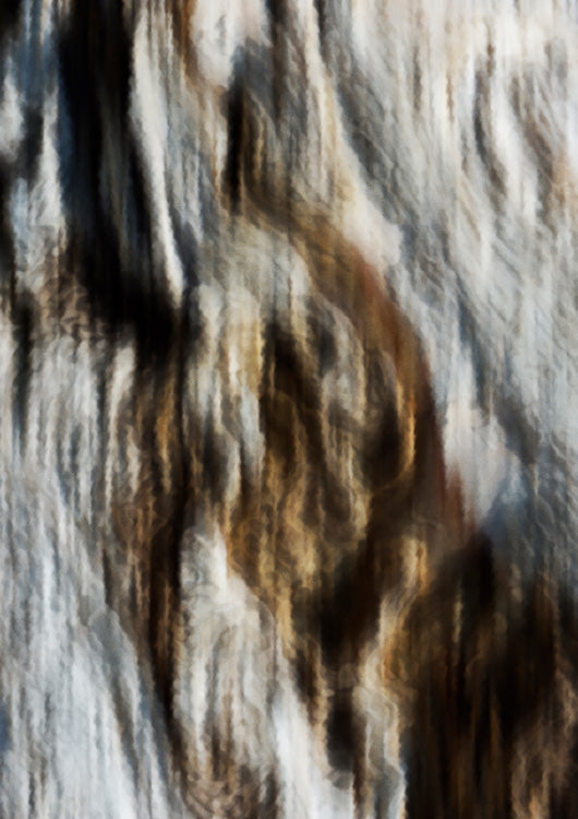 Softwood Bark 2